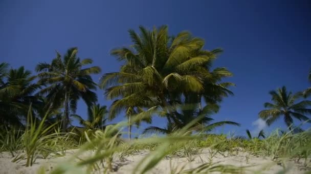 Caribbean palm trees — Stock Video