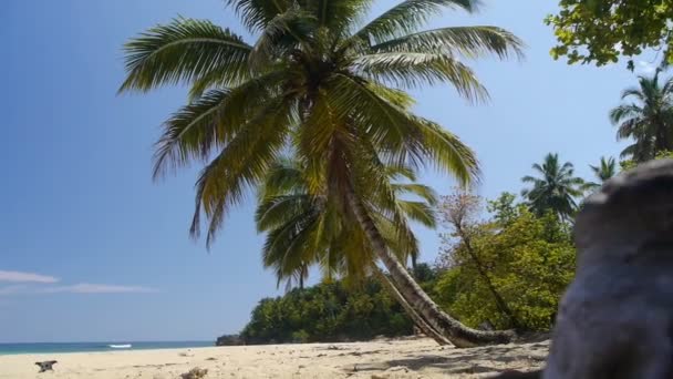 Тропический пляж — стоковое видео