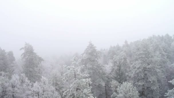 Volando hacia atrás a través del bosque de invierno — Vídeos de Stock