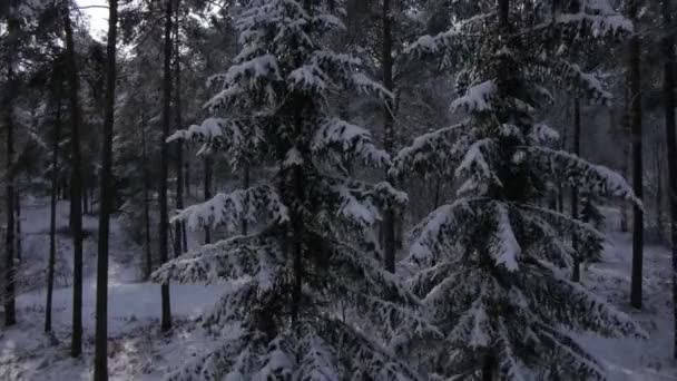 Bosque de invierno — Vídeo de stock