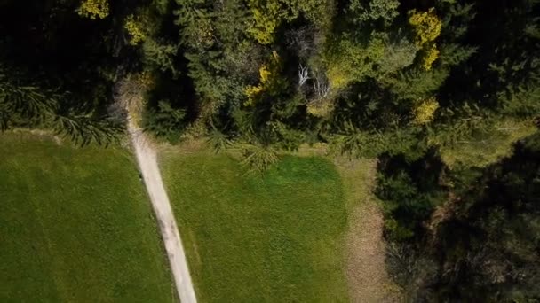 forêt d'automne