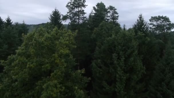 Wald nach Regen — Stockvideo