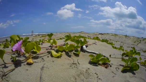 Цветок на тропическом пляже — стоковое видео