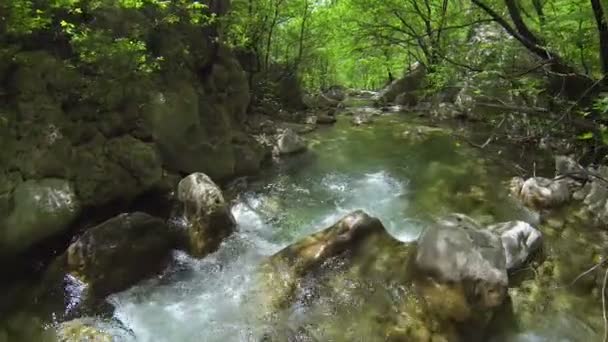 Kleiner Fluss im Wald — Stockvideo