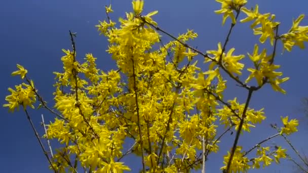 Το forsythia κίτρινο λουλούδι — Αρχείο Βίντεο