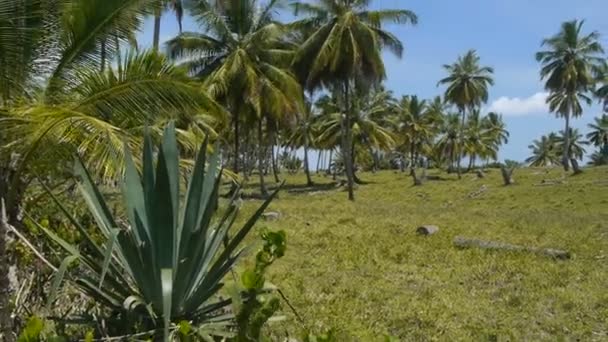 Palms on a tropical island — Stock Video