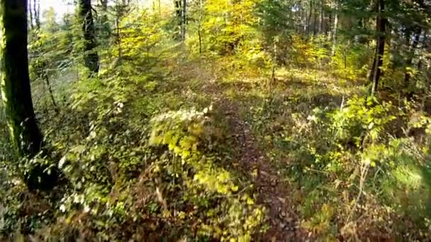 Осенний лес — стоковое видео