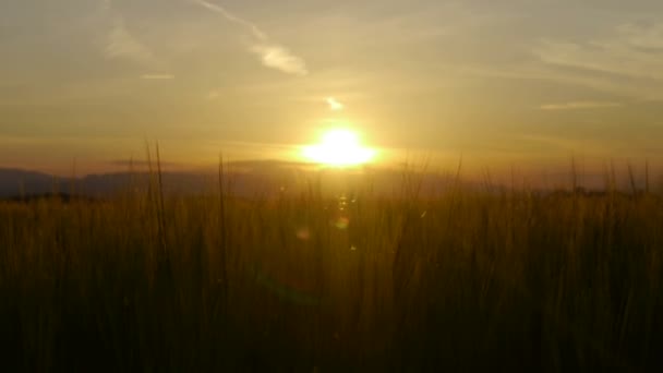 Wheat silhouette at sunset — Stock Video