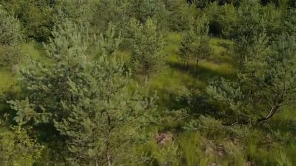 年轻的森林 — 图库视频影像
