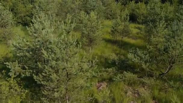 Forêt jeune 