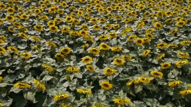 Girasoles — Vídeo de stock