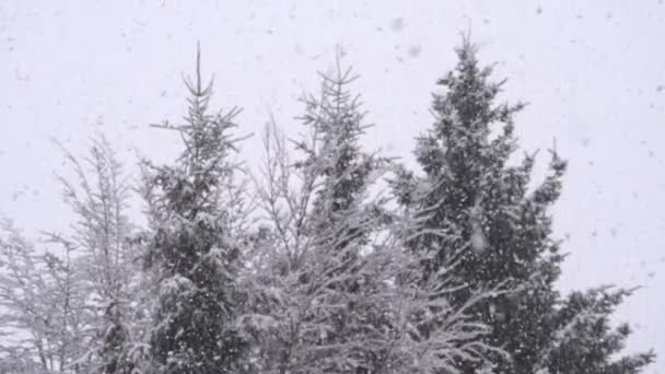 Det snöar i skogen — Stockvideo