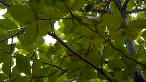 Gotas de lluvia cayendo sobre hojas de árboles — Vídeo de stock