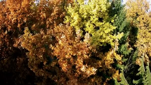 Volo sopra alberi colorati autunno — Video Stock