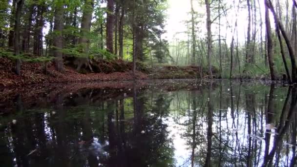 Bootsfahrt im Waldsee — Stockvideo