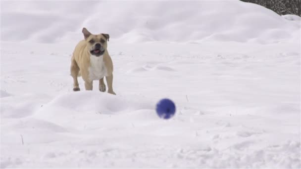 Hund i vinter — Stockvideo