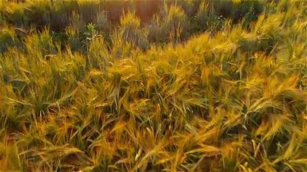 Полет над пшеничным полем на закате — стоковое видео