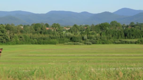 Дівчина і собака ходять — стокове відео