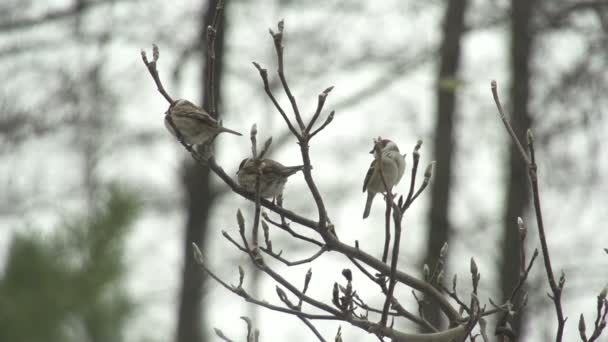 Küçük kuşlar uçar — Stok video
