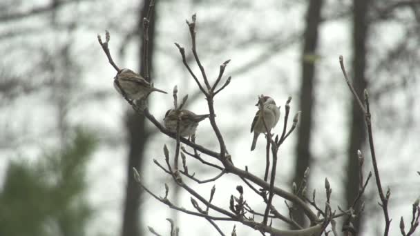 Gli uccellini volano via — Video Stock