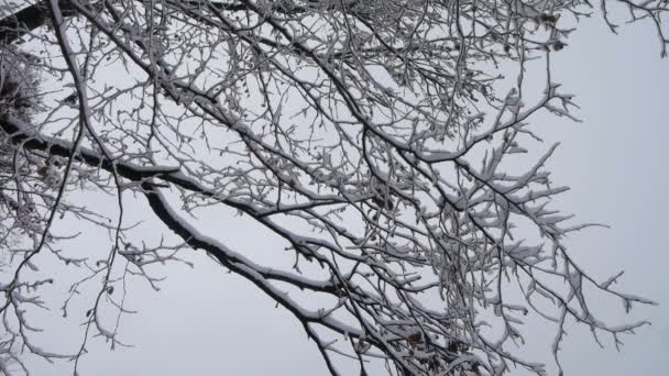 Invierno en el bosque — Vídeo de stock