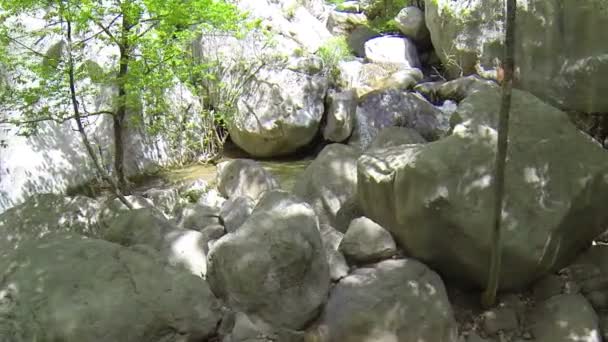 Pequeño río en el bosque — Vídeo de stock