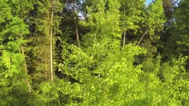 Vliegen over jonge bomen — Stockvideo