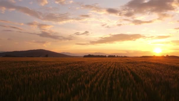 Vuelo sobre el campo de trigo al atardecer — Vídeo de stock