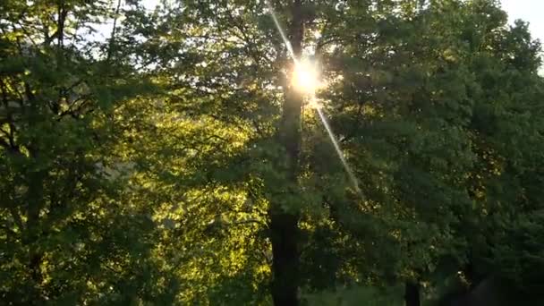 Luz solar en el bosque — Vídeo de stock