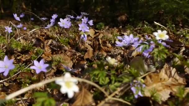 Fleurs sur le sol forestier 