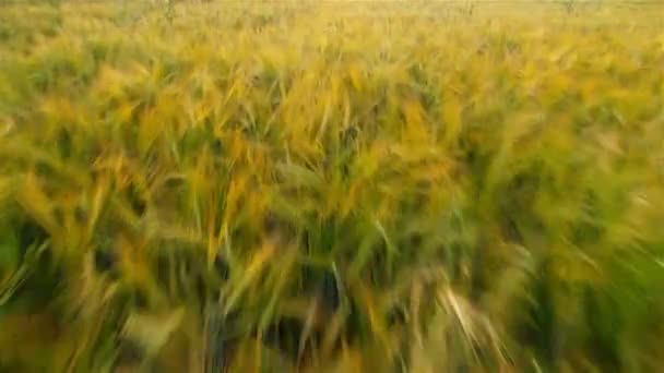 Campo di grano al tramonto — Video Stock