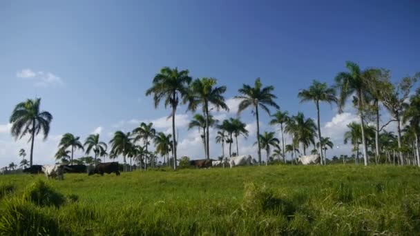 Cows under the palm trees — Stock Video