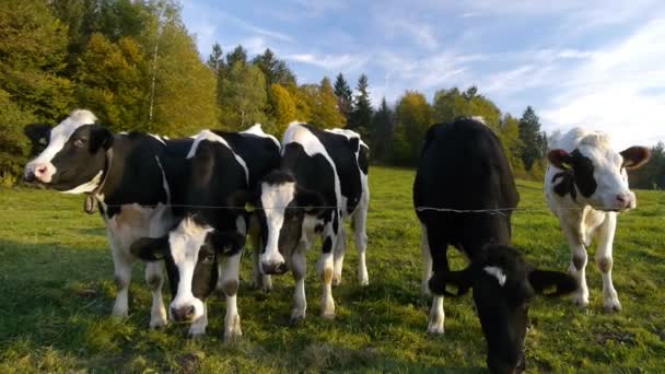 Krávy na pastvě — Stock video