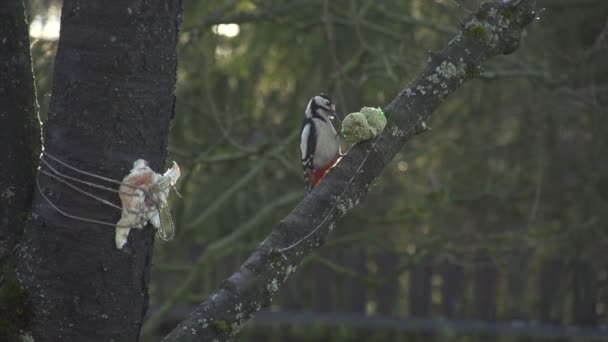 Pájaro carpintero comiendo un regalo en invierno — Vídeos de Stock
