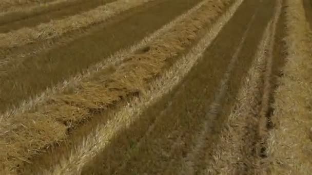 Wheat field — Stock Video