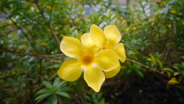 Sárga trópusi virágok — Stock videók