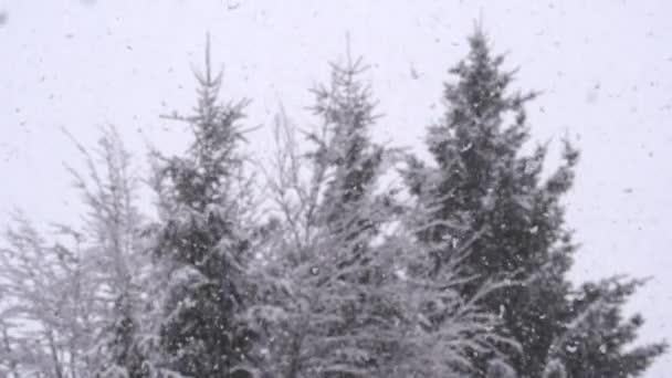 Nevando na floresta — Vídeo de Stock