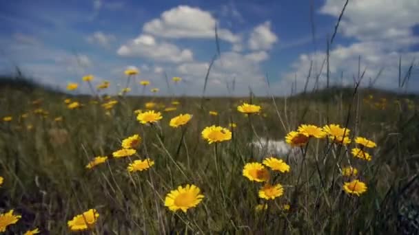 Flores amarillas en el campo — Vídeos de Stock