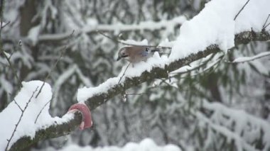 karlı treetop Jay kuş