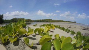 bitkiler ile tropikal plaj