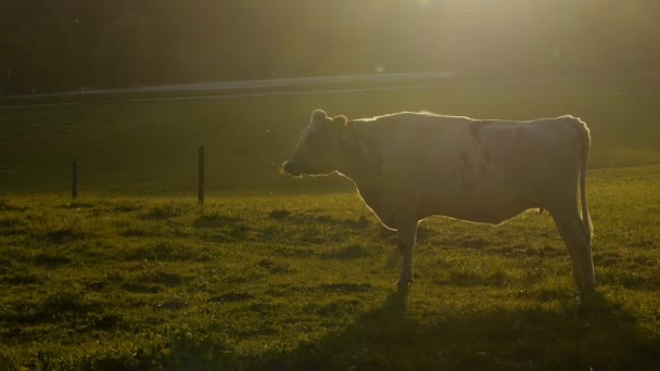 Koe op een veld — Stockvideo