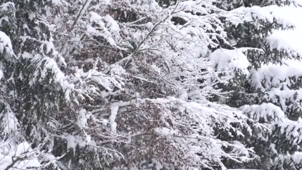 Χιονίζει σε φύση — Αρχείο Βίντεο