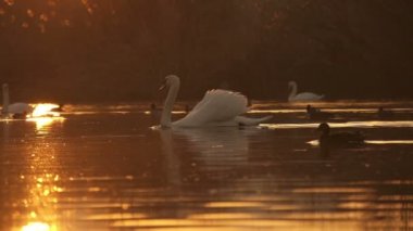 Swans and ducks in a pond