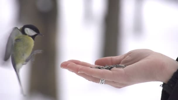 Parus pájaro aterriza en la mano y toma una semilla — Vídeos de Stock