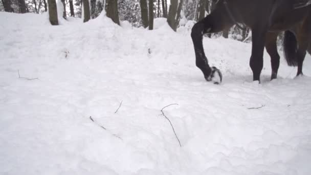 Caballo caminando en nieve fresca — Vídeos de Stock