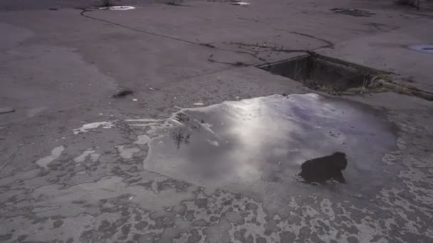 フロントフ リップ、水たまりの着陸 — ストック動画