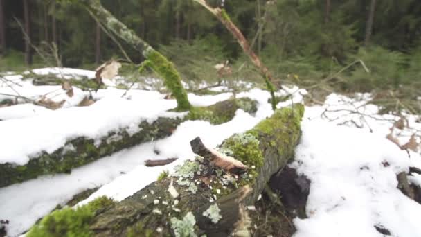 Cutting a tree with an axe — Stock Video