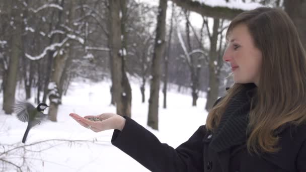 Małe cycki zbyt przestraszony, aby wylądować na kobiecej ręki — Wideo stockowe