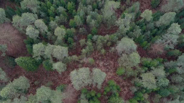 Vlucht boven het forest — Stockvideo