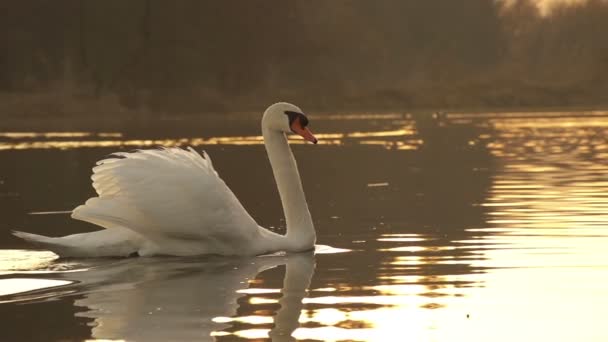 Cisne natación — Vídeos de Stock